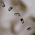 Peter Gabriel - UP (Hybrid-SACD)