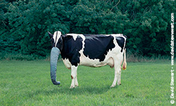 cow