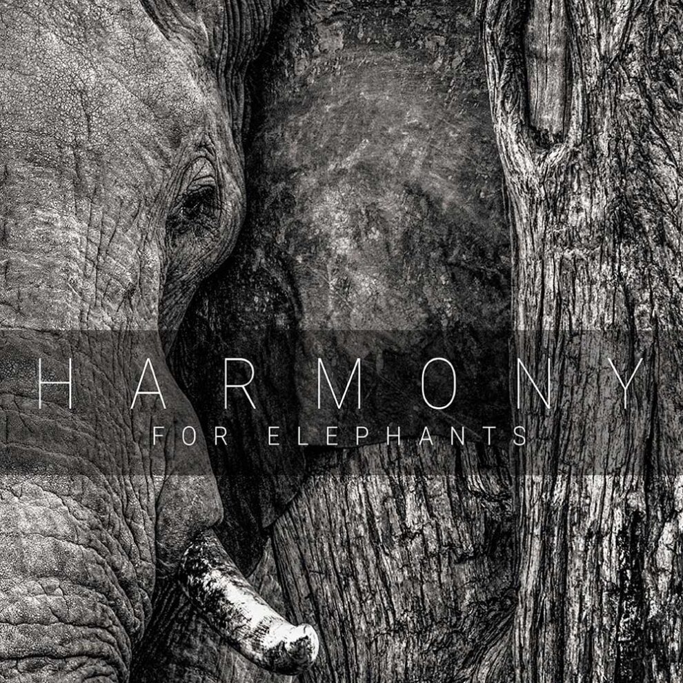 Harmony For Elephants (2017)